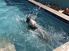 -趣玩宠物乐园寄养训犬训狗游泳池