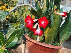 -国家植物园南园