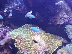 -悉尼海洋生物水族馆