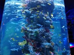 -芜湖新华联大白鲸海洋公园