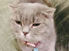 -猫色咖啡·猫咖