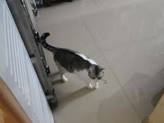 -艾贝尔宠物诊疗