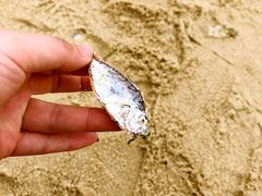 -北海金海湾红树林生态旅游区