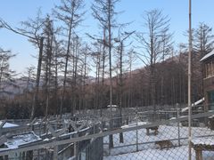 -横道河子东北虎林园
