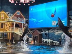 -西安曲江海洋极地公园