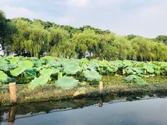 -西湖外事游船(花港观鱼码头)