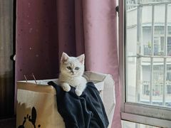 -柚子猫舍·精品猫舍购猫·猫咪认养·购宠·宠物店