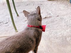 -喵屿·大理花园猫咖