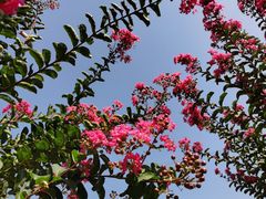 -武汉紫薇都市田园