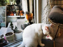 -有猫主题·治愈系猫咖(曾厝垵店)