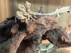 -酷以爬仙阁实体爬宠店·守宫·蜥蜴·专业繁育