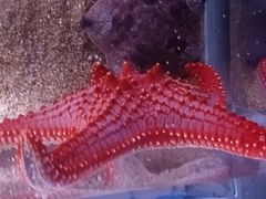 -欢乐海岸海洋奇梦馆
