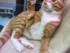 -滚猫咖啡·猫咖·猫友好撸猫(未来城店)