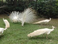 -广州长隆飞鸟乐园