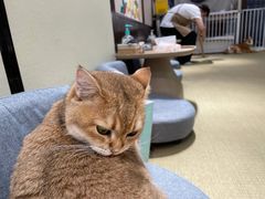 -逗柴咖啡屋·狗咖猫咖宠物桌游