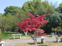 -南京古林公园