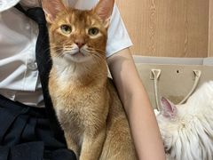 -MOCHA明星猫咖(田子坊店)