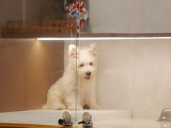 -翊宠yipet猫狗购宠庄园