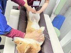 -美联众合动物医院·24h京西诊疗中心
