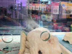 -FAELING PETS美天灵宠物(富力广场店)