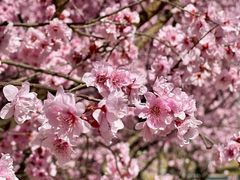 -英孚教育青少儿(高新公园茂中心)