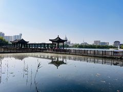 -莲花池公园