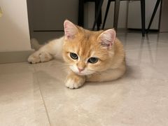 -猫大福·Fortune Cat猫舍(百子湾店)