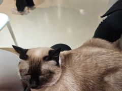 -藏猫猫咖啡主题馆(中央大道店)