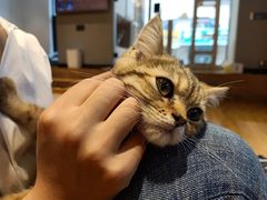 -啵啵喵·猫咖(攀华国际店)