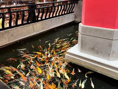 -龙悦湾酒家·八阵鱼生·渔人码头店