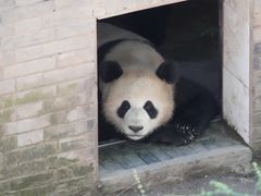 -都江堰中华大熊猫苑