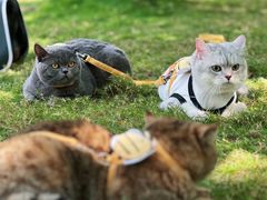 -重庆市江北嘴中央商务区中央公园