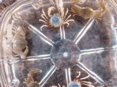 -红树林天天赶海