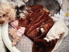 -爱侣宠医·鹦鹉专科·小型哺乳类·异宠专科(灵石路店)