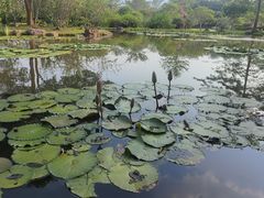 -中国科学院西双版纳热带植物园