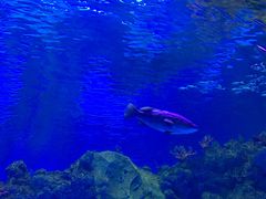 -芜湖新华联大白鲸海洋公园