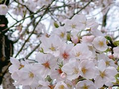 -新虹桥中心花园