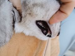 -爱佳宠物中心医院24H·CT·骨外科·猫专科(瑶海万达店)
