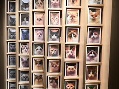 -CAT’S MEWSTAR CAFE·喵星球猫屋(晴湾咖啡店)