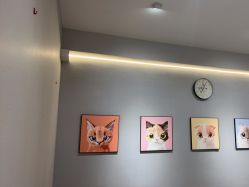 -洗脸猫·洗脸吧