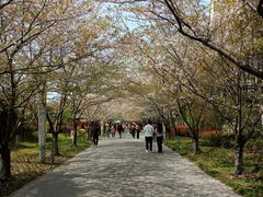-高东镇樱花园