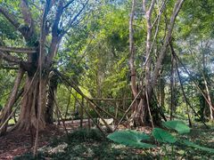 -中国科学院西双版纳热带植物园