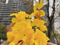 -洲头咀公园