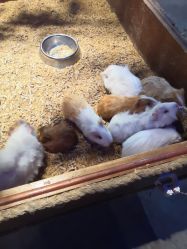 -酷嗒动物文化乐园(cutezoo西溪乐天城店)