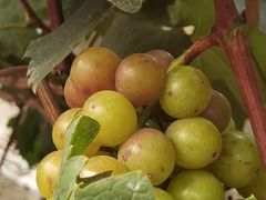 -马陆小张葡萄园农家乐