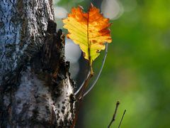 -青峰峡国家森林公园