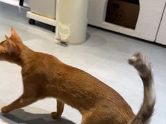 -琪喵猫屋·撸猫猫咖·猫舍