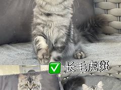 -lincat·猫舍(广州店)