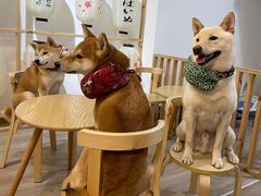-柴迷FANS CLUB·柴犬狗咖·猫咖