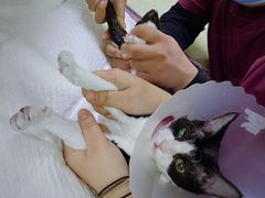 -美联众合动物医院·24h转诊中心